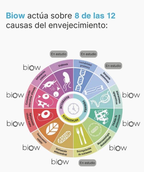 esquema biow regenerador celular actúa en 6 de las 9 causas del envejecimiento