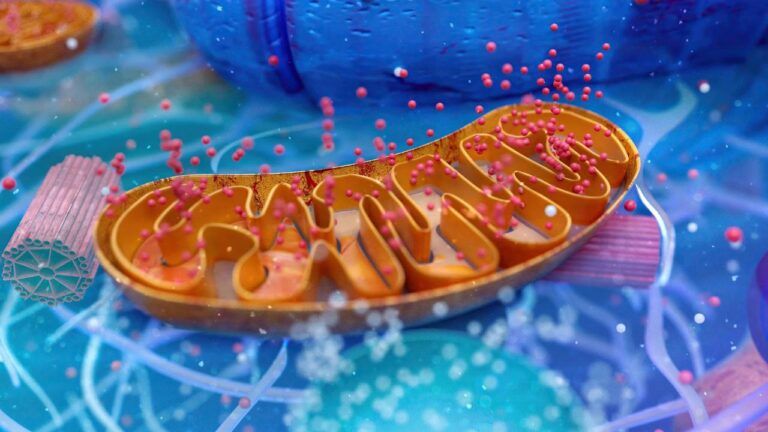 Activar la mitocondria - mitocondria dentro de una célula