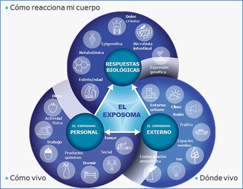 cuadro explicativo sobre qué es el exposoma